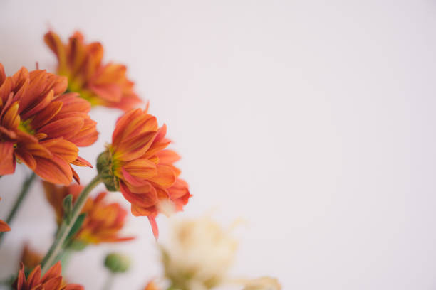 Beautiful flowers on white background wallpaper