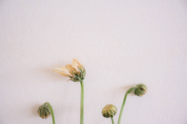close up of blooming flower