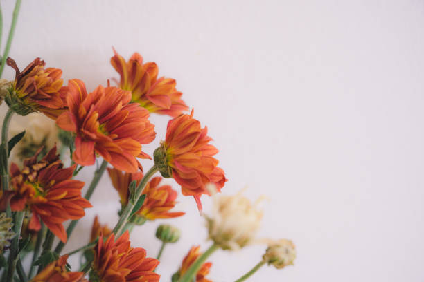 Bouquet of yellow and orange ranunculus flowers on blue background. No people are seen in frame. Shot with a full frame mirrorless camera and pixel shift effect is applies for better quality.
