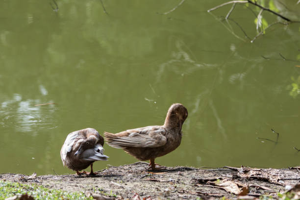 istock A Ducks stand next to the lake with soft focus background 1146810454