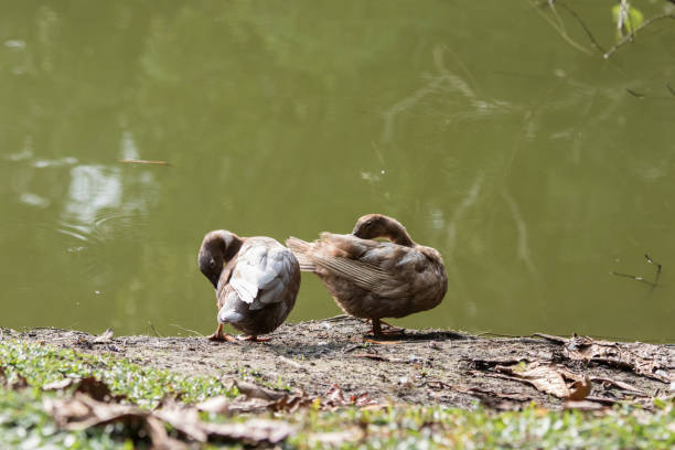 istock A Ducks stand next to the lake with soft focus background 1146810460