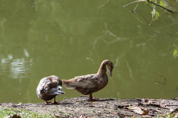 istock A Ducks stand next to the lake with soft focus background 1146810470