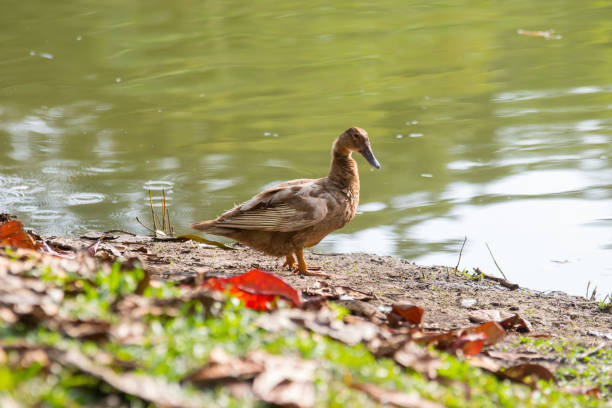 istock A Ducks stand next to the lake with soft focus background 1146810477