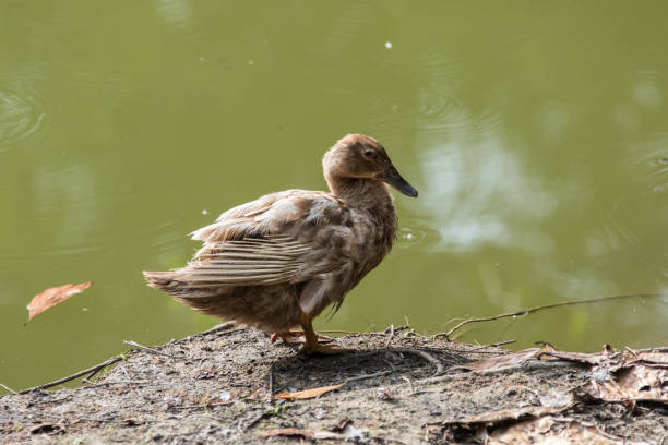 istock A Ducks stand next to the lake with soft focus background 1146810493
