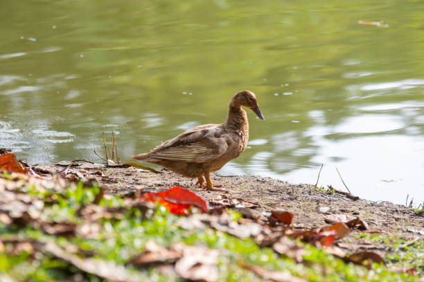 istock A Ducks stand next to the lake with soft focus background 1146810495