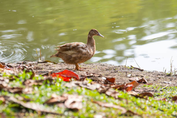 istock A Ducks stand next to the lake with soft focus background 1146810496