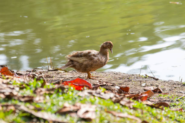 istock A Ducks stand next to the lake with soft focus background 1146810500