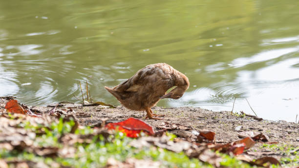 istock A Ducks stand next to the lake with soft focus background 1146810501