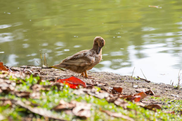 istock A Ducks stand next to the lake with soft focus background 1146810503