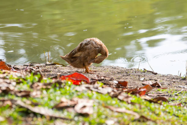 istock A Ducks stand next to the lake with soft focus background 1146810504