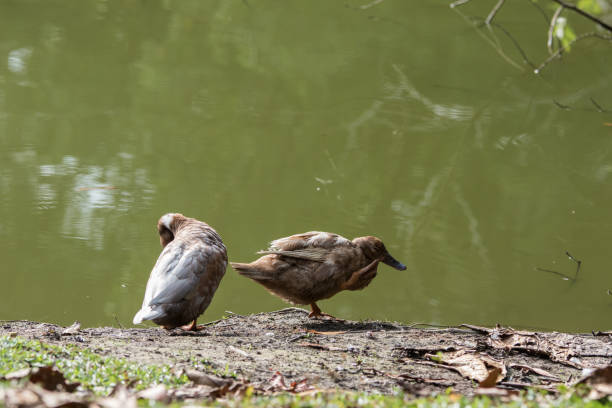 istock A Ducks stand next to the lake with soft focus background 1146810520