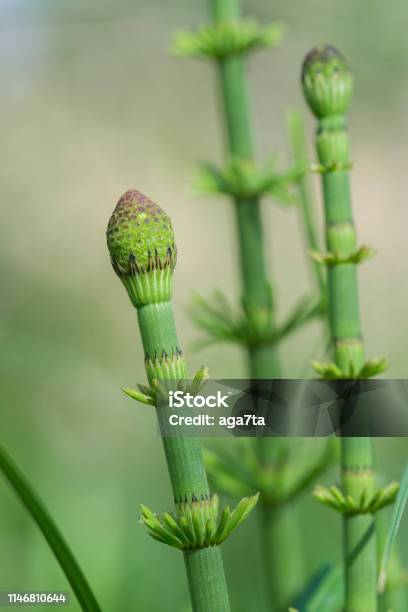 Equisetum Fluviatile Water Horsetail Swamp Horsetail Macro Stock Photo - Download Image Now