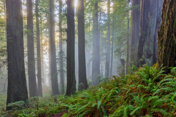 regione costiera della california settentrionale degli stati uniti d'america - redwood sequoia california redwood national park foto e immagini stock