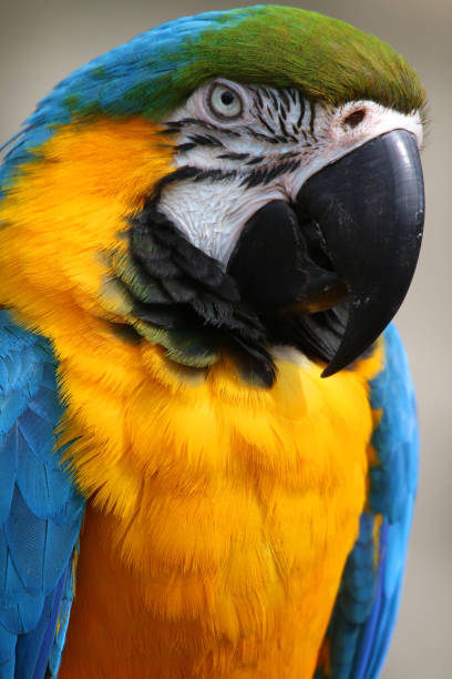 istock Close-up image blue and yellow macaw parrot from Brazil Amazon rainforest, wild bird photographed nature background, multi coloured gold and blue macaws (Ara ararauna) green feathers head, eyes, beak, face and head detail, cage and aviary pet parrot bird 1146815178