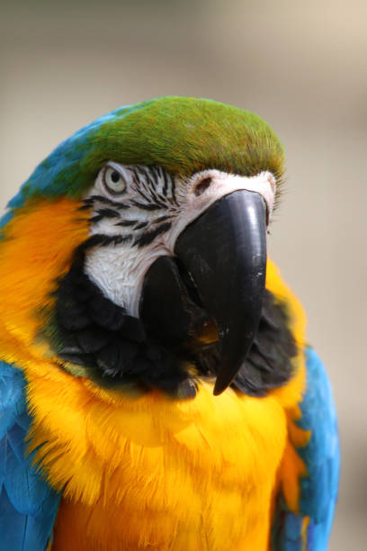 istock Close-up image blue and yellow macaw parrot from Brazil Amazon rainforest, wild bird photographed nature background, multi coloured gold and blue macaws (Ara ararauna) green feathers head, eyes, beak, face and head detail, cage and aviary pet parrot bird 1146815179