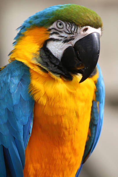 istock Close-up image blue and yellow macaw parrot from Brazil Amazon rainforest, wild bird photographed nature background, multi coloured gold and blue macaws (Ara ararauna) green feathers head, eyes, beak, face and head detail, cage and aviary pet parrot bird 1146815188