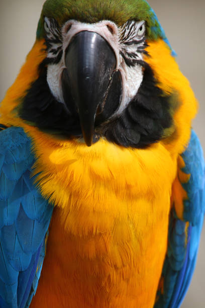 istock Close-up image blue and yellow macaw parrot from Brazil Amazon rainforest, wild bird photographed nature background, multi coloured gold and blue macaws (Ara ararauna) green feathers head, eyes, beak, face and head detail, cage and aviary pet parrot bird 1146815189
