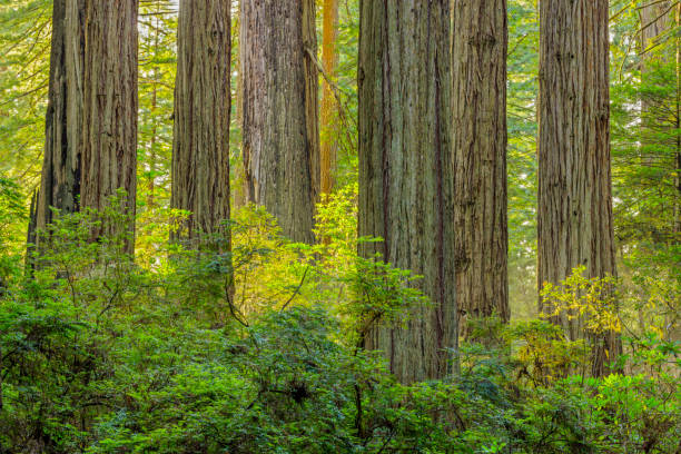 région côtière de la californie du nord des états-unis - 7679 photos et images de collection