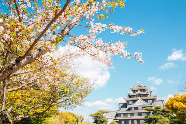 Wakayama, Japan - April 9, 2012: Wakayama Castle with Sakura tree