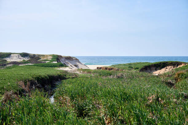 istock Vegetation on the dines near the beach 1146816252