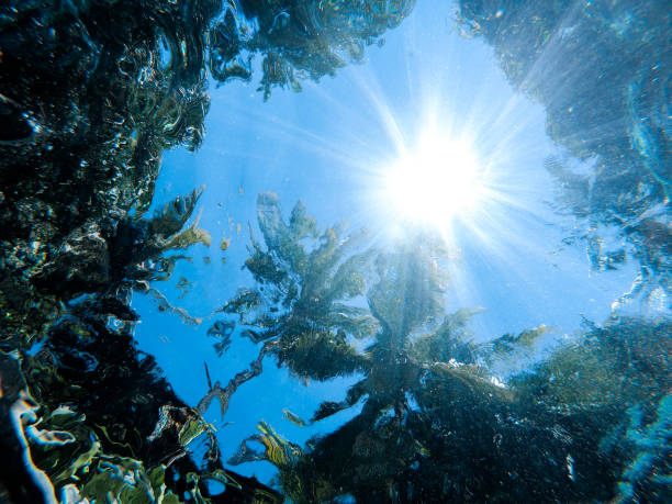 istock Underwater backdrop of seascape with palm trees 1146817122