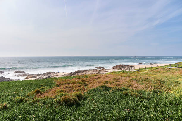 istock Vegetation on the dines near the beach 1146817135