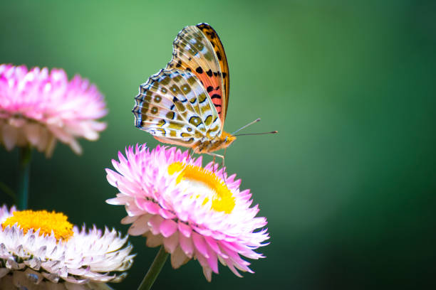 Vanessa on a pink Flower