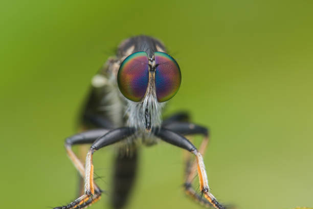 istock Robber Fly / Close-Up of the beautiful Robber Fly (selective Focus) 1146818074