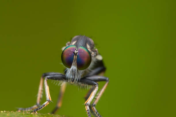 istock Robber Fly / Close-Up of the beautiful Robber Fly (selective Focus) 1146818091