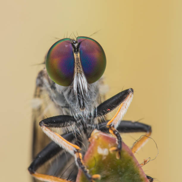 istock Robber Fly / Close-Up of the beautiful Robber Fly (selective Focus) 1146818092