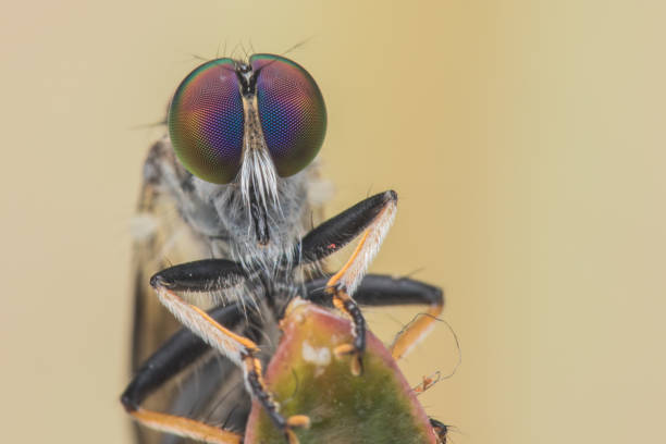 istock Robber Fly / Close-Up of the beautiful Robber Fly (selective Focus) 1146818099