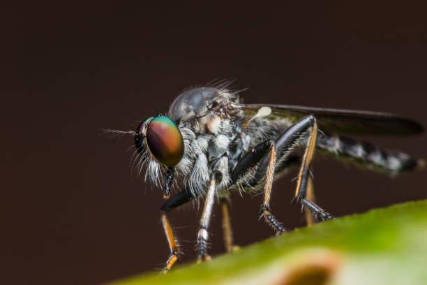 istock Robber Fly / Close-Up of the beautiful Robber Fly (selective Focus) 1146818100
