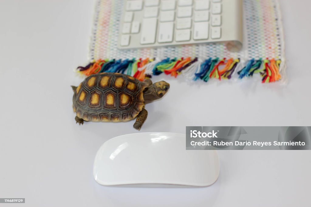 Turtle Speed Computer Turtle On Computer With Keyboard And Wireless Mouse Slow Internet Slow ...