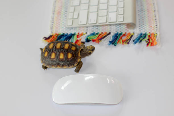 Slow Turtle Computer 120+ Turtle Bars Stock Photos, Pictures & Royalty-Free Images - iStock