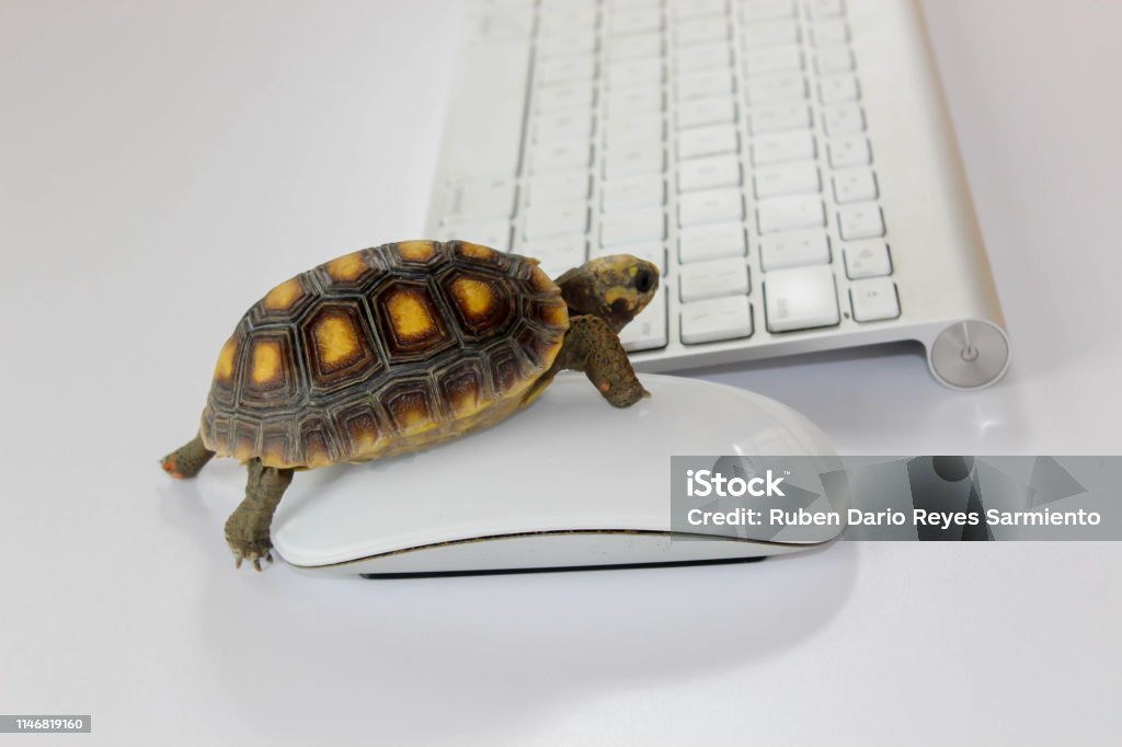 A Turkey Using A Computer Turtle On Computer With Keyboard And Wireless Mouse Slow Internet Slow ...