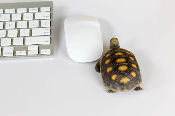 Slow Turtle Computer 120+ Turtle Bars Stock Photos, Pictures & Royalty-Free Images - iStock