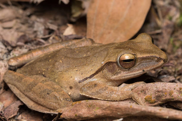 istock Macro image of  Dark-eared Tree Frog of Borneo Island 1146819265