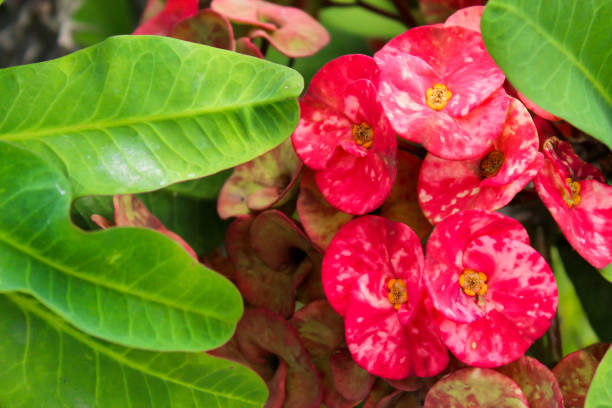 istock Pink crown of Thorns Plant, green background 1146819931