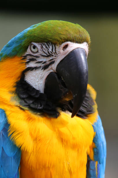 istock Close-up image blue and yellow macaw parrot from Brazil Amazon rainforest, wild bird photographed looking sideways, side profile, multi coloured gold and blue macaws (Ara ararauna) green feathers head, eyes, beak, face and head detail, cage and aviary 1146821036