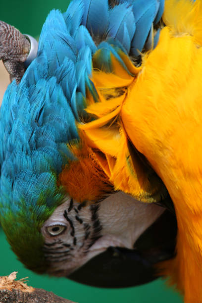 Stock photo gold and blue and yellow macaw parrot, blurred nature background preening feathers / hanging upside-down on branch. The colourful parrot features, eyes and strong break are all clearly visible on pet macaw bird parakeet. close-up imagen de guacamayo de color azul y amarillo de la selva amazónica de brasil, pájaro salvaje fotografiado plumas de arreglándose/colgando al revés en rama, oro y azul guacamayos (ara ararauna) plumas verdes cabeza, ojos, pico, cara y cabeza de