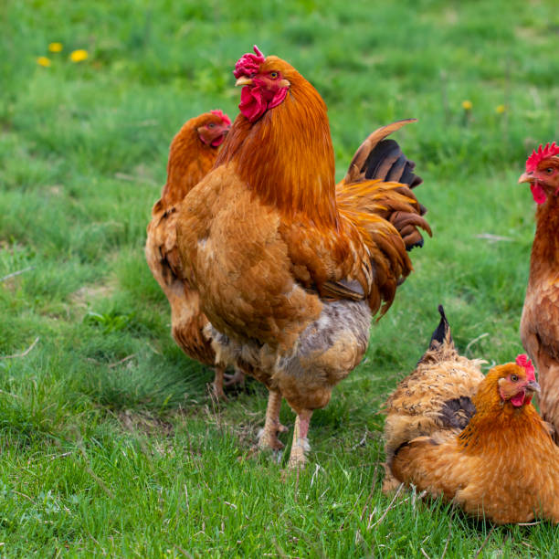istock hen and green grass - free range chicken 1146821859
