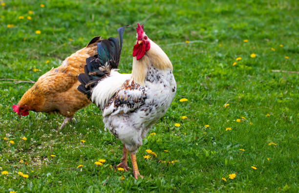 istock Beautiful black-white cock with a red crest, poultry yard, farm 1146821860