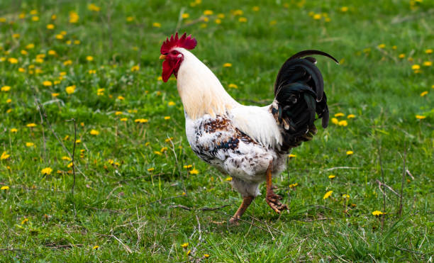 istock Beautiful black-white cock with a red crest, poultry yard, farm 1146821865