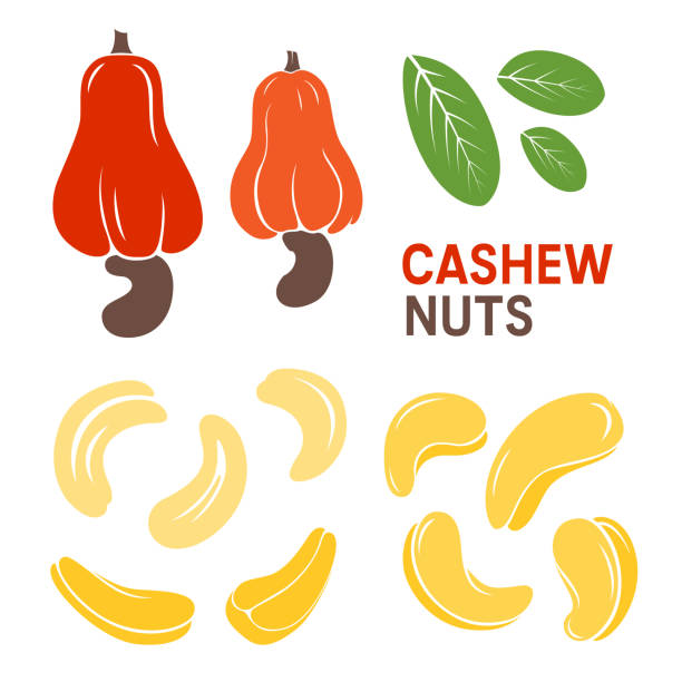 ilustrações, clipart, desenhos animados e ícones de castanha de caju e frutas. elementos do projeto do vetor no estilo gráfico. - nutshell