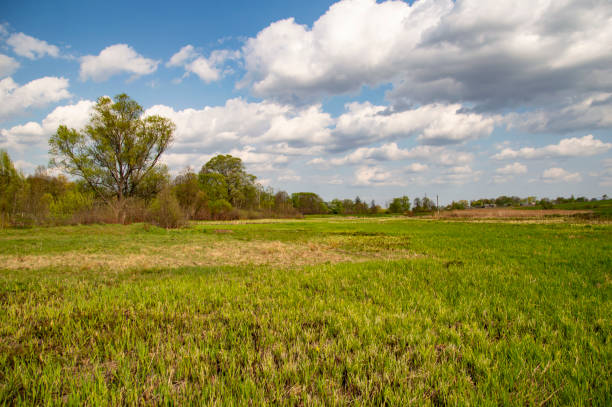 istock Spring natural landscape against the sky with clouds 1146823019