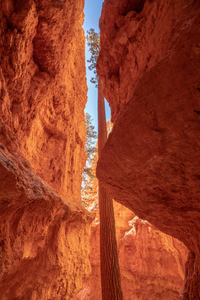 istock Low angle view of pine tree growing in red rock formations;  morning light, USA Bryce Canyon national park 1146823882