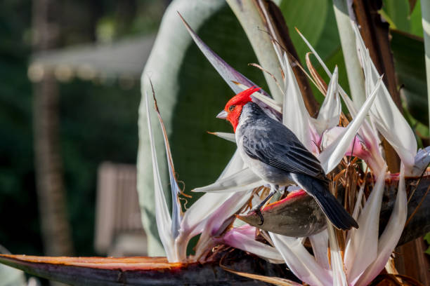 Red-crested cardinal has drink of water from bird of paradise, Kauai, Hawaii Red-crested cardinal has drink of water from bird of paradise, Kauai, Hawaii bird of paradise bird stock pictures, royalty-free photos & images