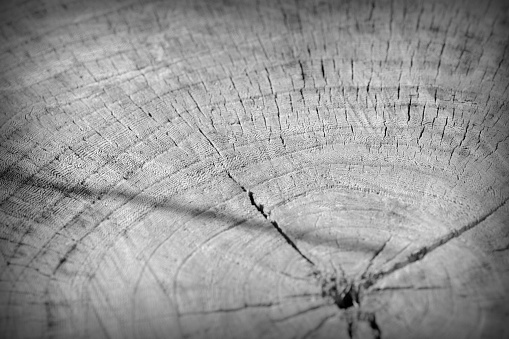 Tree cut trunk texture close up. Wooden background black and white