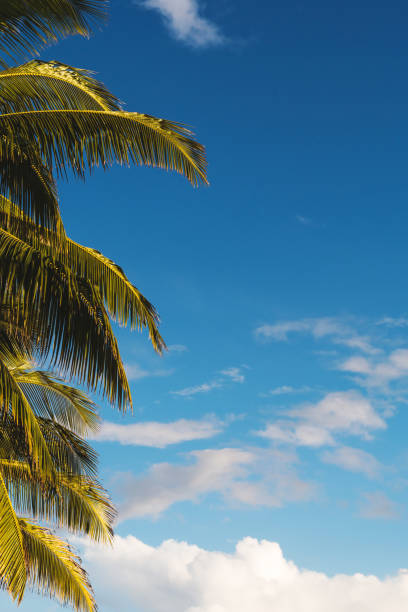 looking up to palm trees