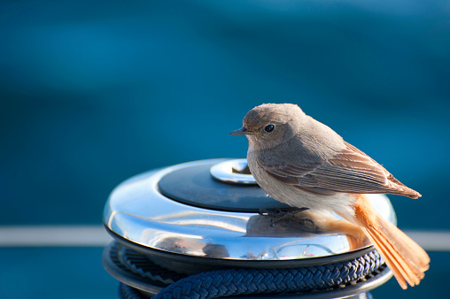 Bird on the sail boat winch